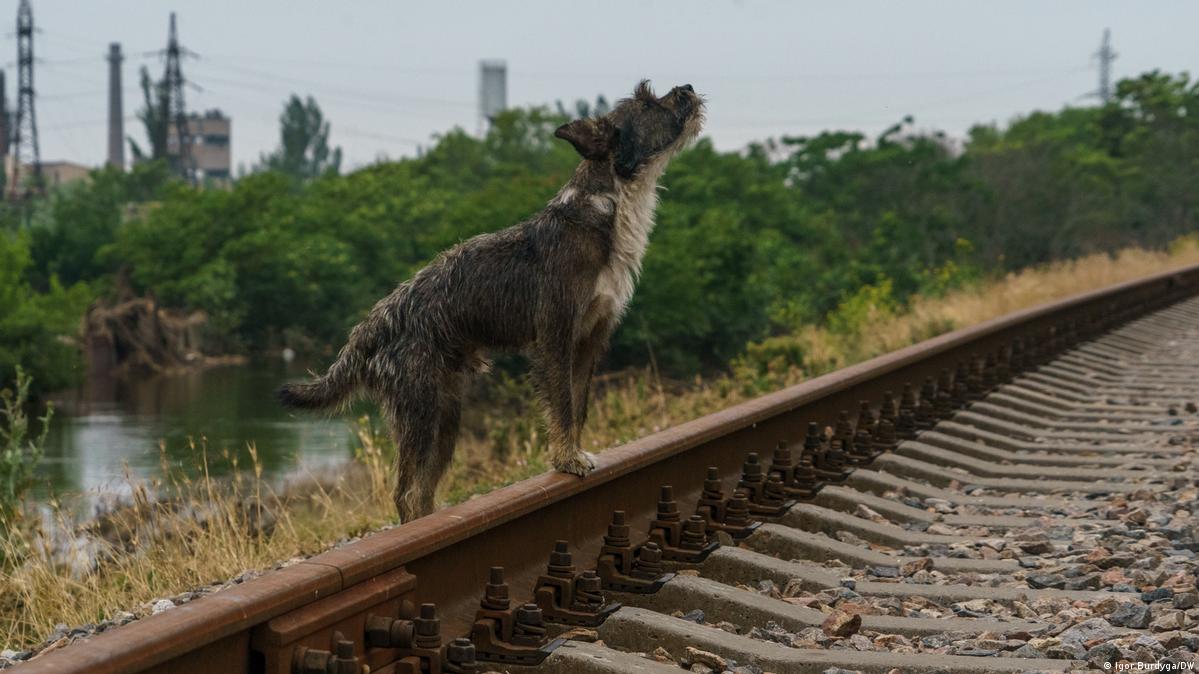 Como lidar com o problema dos cachorros de rua – DW – 28/04/2024, image size:1199x674