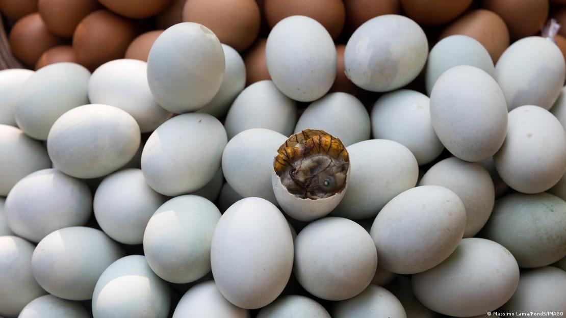 Laos | Ei mit Embryo 