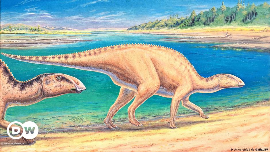 Descubiertos fósiles de una nueva especie de dinosaurio pico de pato – DW – 17/06/2023