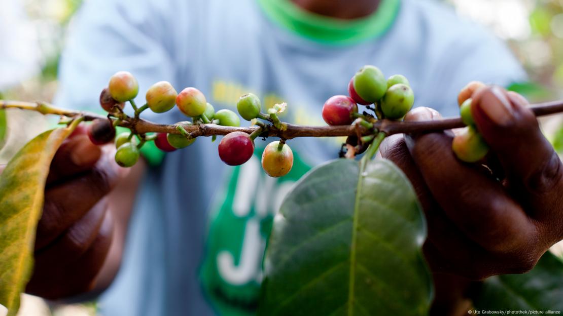 Imagen de granos de café en Kenia.