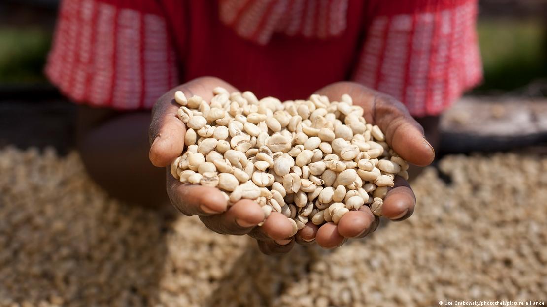 Παραγωγή καφέ στην Κένυα
