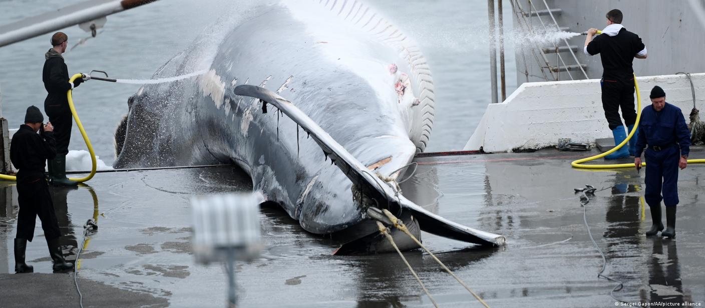 ¿Por qué Islandia decidió restablecer la caza de ballenas? – DW – 01/09/2023