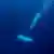 失联潜艇的运营商 “海洋之门”提供泰坦号过去的下潜照片。