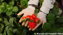 25/04/2023 *** FILE PHOTO: A strawberry picker shows strawberries at a greenhouse near the Donana National Park, in Almonte, Spain April 25, 2023. REUTERS/Marcelo del Pozo/File Photo