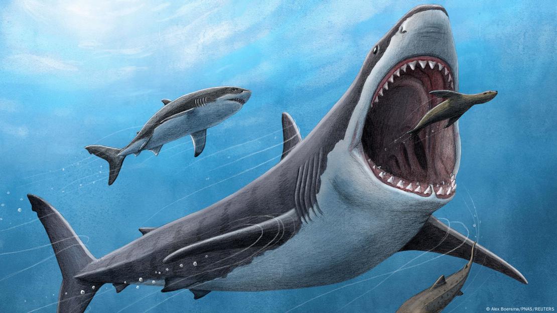 Ilustración de un megalodón con las fauces abiertas devorando una foca, y al fondo un tiburón mucho más pequeño