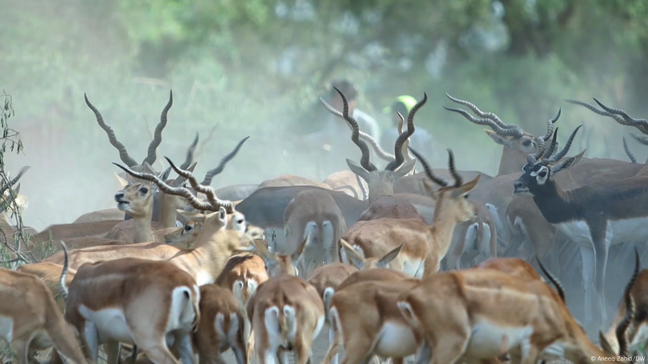 the-blackbuck-antelope-critter-science