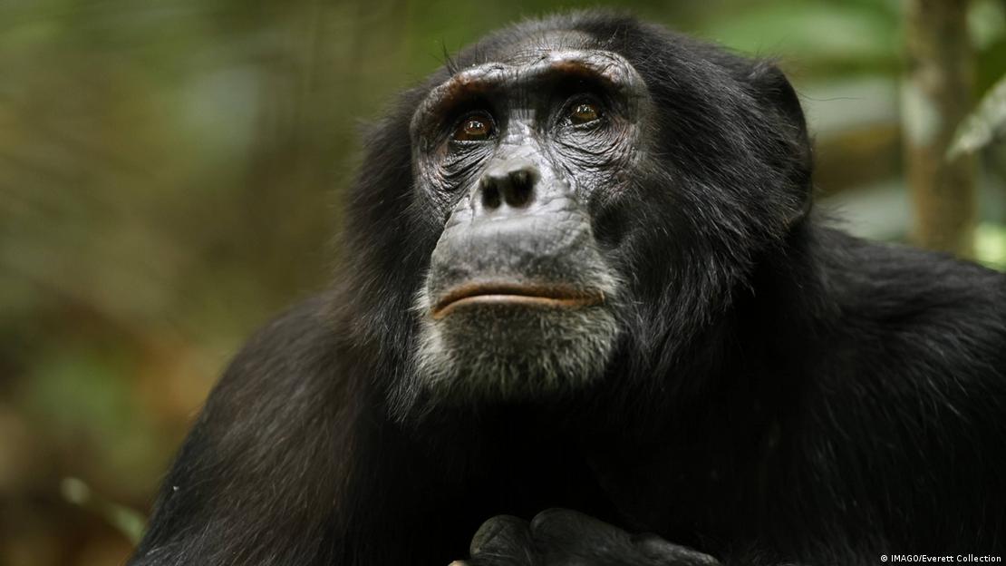 Un primer plano del rostro de un chimpancé adulto.