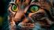 Imagen cercana de un gato Imagen cercana de un gato