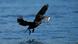 Kormoran z rybą Kormoran z rybą