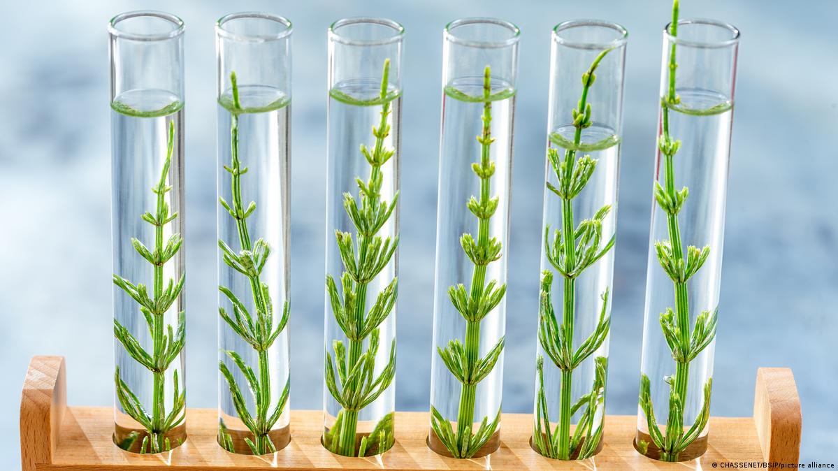 Samplings of genetically modified plants growing inside test tubes