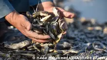 Iraq: Thousands of dead fish wash up amid ongoing drought
