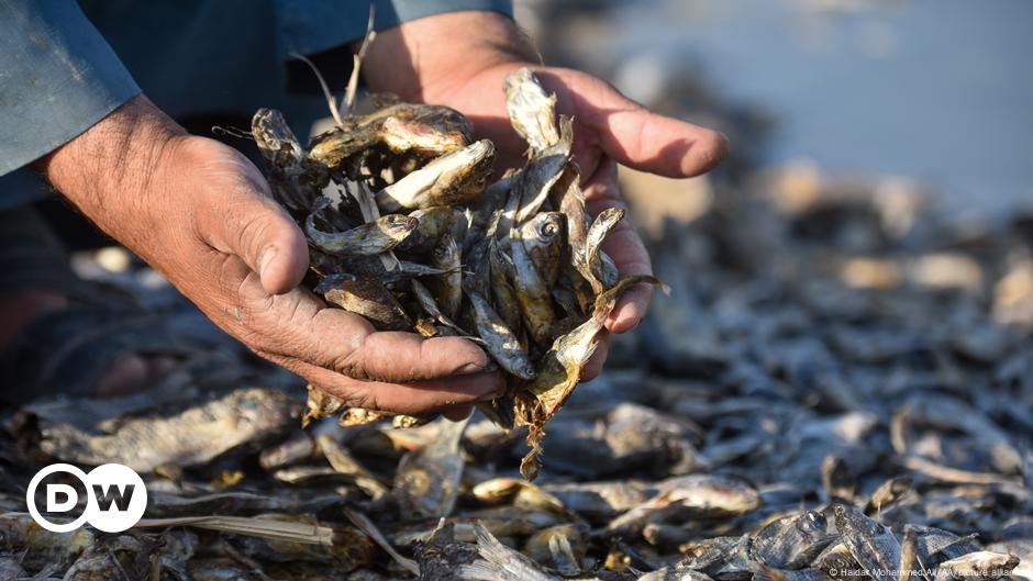 Iraq: Thousands Of Dead Fish Wash Up Amid Ongoing Drought – DW – 07/08/2023