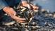 A person holds dead fish in Maysan Governorate of Amarah A person holds dead fish in Maysan Governorate of Amarah