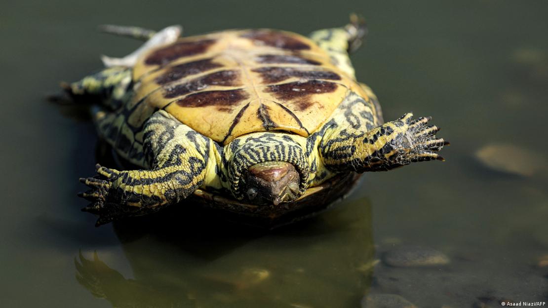 Una tortuga muerta en un río en Irak.
