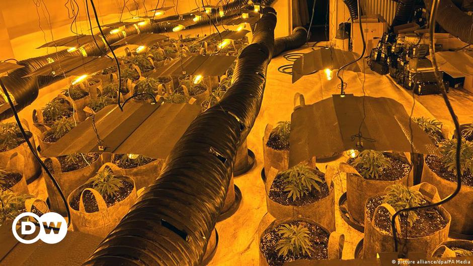 Britische Polizei beschlagnahmt 200.000 Cannabis-Pflanzen
Top-Thema
Weitere Themen