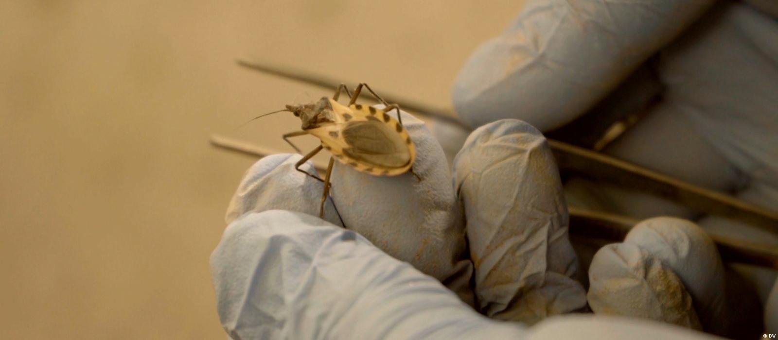 Grátis: Ancilostomíase: causas, sintomas e tratamento - Material Claro e  Objetivo em PDF para Estudo Rápido, image size:1600x700