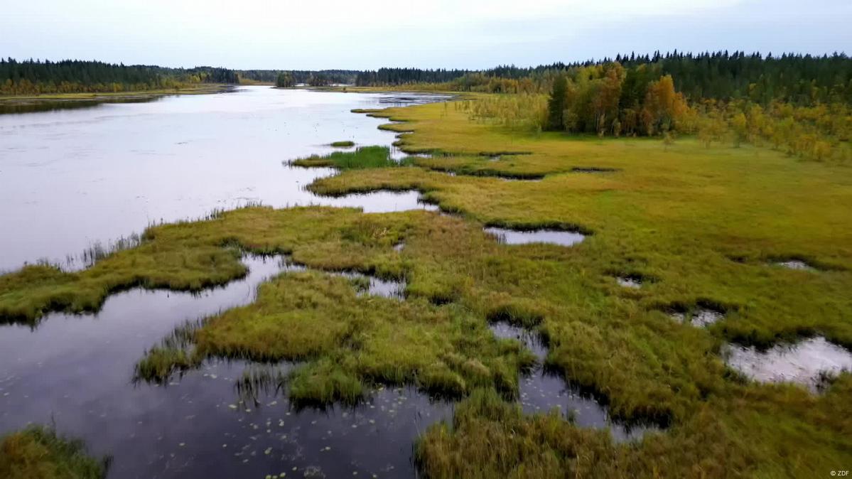 Preserving Peatlands - Slowing Climate Change With Bogs – DW – 07/06/2023