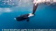 Orcas versenken Segelboote - alles nur ein Spiel?