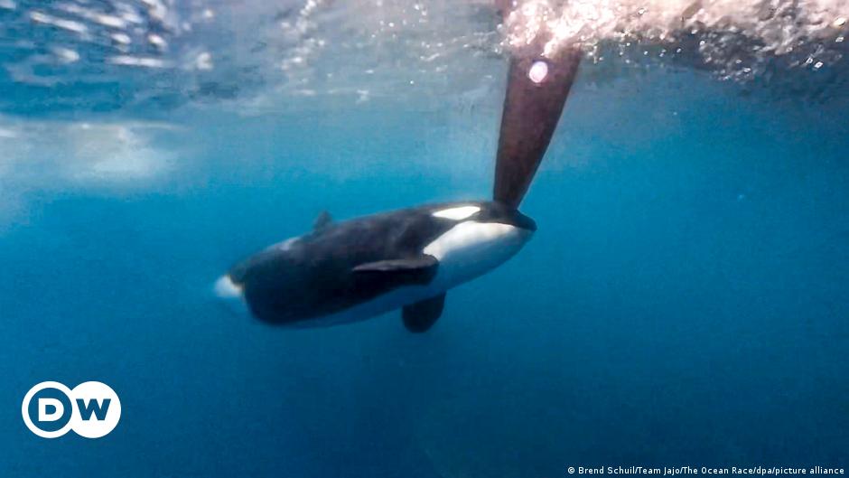 Orcas versenken Segelboote - alles nur ein Spiel?