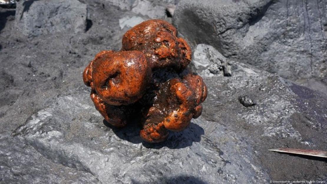 Gran Canaria Ambra in gestrandetem Pottwal gefunden Gran Canaria Ambra in gestrandetem Pottwal gefunden