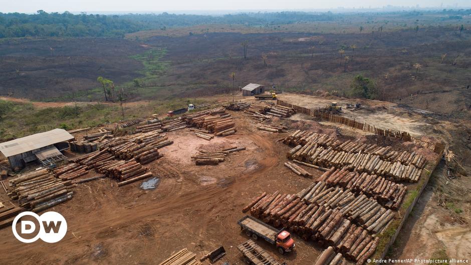 Deforestasi di hutan hujan Amazon melambat – DW – 7 Juli 2023
