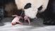 Giant panda Ai Bao and its cubs are pictured at Everland Resort in Yongin, South Korea Giant panda Ai Bao and its cubs are pictured at Everland Resort in Yongin, South Korea