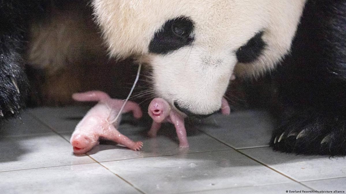 Giant panda in French zoo gives birth to female twins, Wildlife News