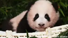Baby panda made public Baby panda Fubao is made public at the amusement park Everland in Yongin, south of Seoul, on Nov. 4, 2020. The 100-day-old female cub was born to 7-year-old giant panda Ai Bao and her partner, 9-year-old Le Bao, on July 20. The giant pandas came from China to South Korea in March 2016 for joint research on the endangered species. (Yonhap)/2020-11-04 14:17:53/