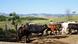 Ganado bovino en Sao Paulo Ganado bovino en Sao Paulo