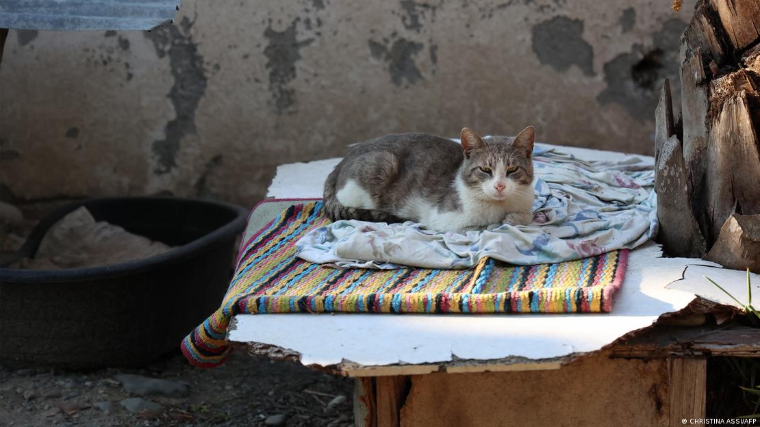 Γάτες με κορωνοϊό στην Κύπρο