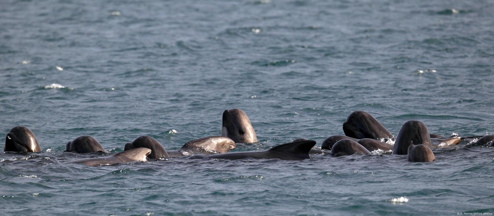 More than 50 whales die in 'Britain's worst mass stranding' after running  aground on - LBC