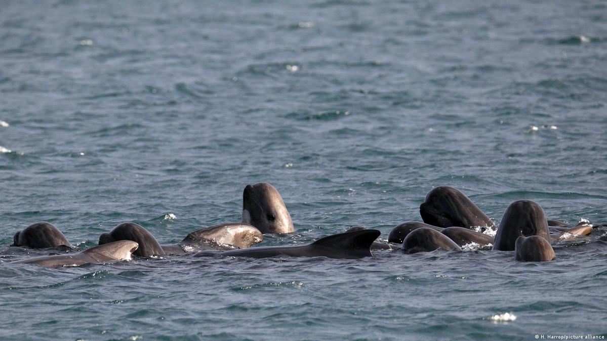 Pod of more than 50 pilot whales dies after mass stranding on Scottish  beach