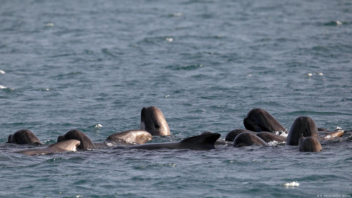 Pod of more than 50 pilot whales dies after mass stranding on Scottish  beach