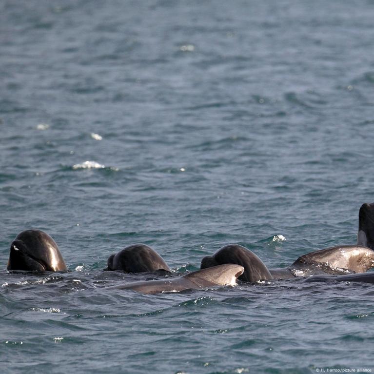 Pod of 55 pilot whales die after being stranded on a beach in Scotland