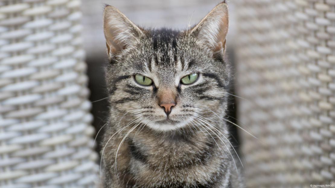 El objetivo final del estudio es darnos una mejor comprensión de nuestros gatos.