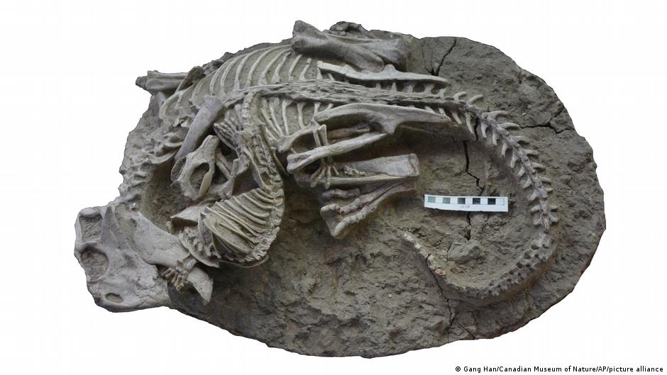 Pequeños mamíferos podrían haber cazado dinosaurios para alimentarse: estudio – DW – 19/07/2023