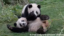 08/04/2021 Die beiden jungen Pandas Pit und Paule im Zoo Berlin spielen ausgelassen miteinander in ihrem Gehege. +++ dpa-Bildfunk +++
