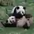 这对出生在柏林的大熊猫即将返回中国