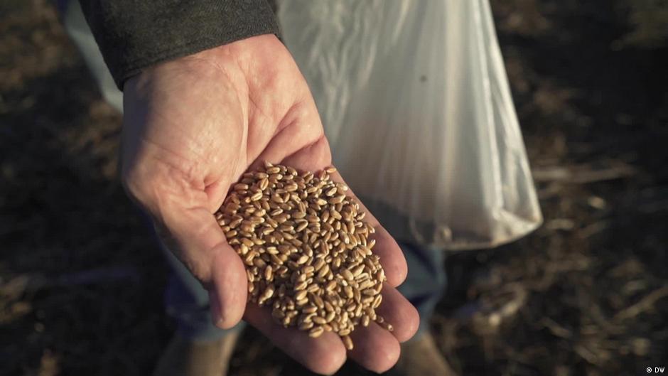 Argentines Eat Transgenic Bread DW 07 24 2023 argentines-eat-transgenic-bread-dw-07-24-2023