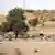A desert in Pakistan's Sindh province with cattle resting in the sand
