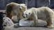 Los osos polares reciben un gran bloque de hielo para combatir el calor en el zoo de Asahiyama, en Hokkaido, norte de Japón.