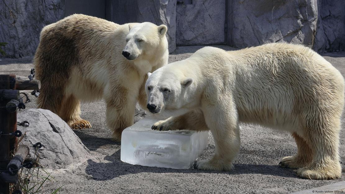 Los osos polares reciben un gran bloque de hielo para combatir el calor en el zoo de Asahiyama, en Hokkaido, norte de Japón.