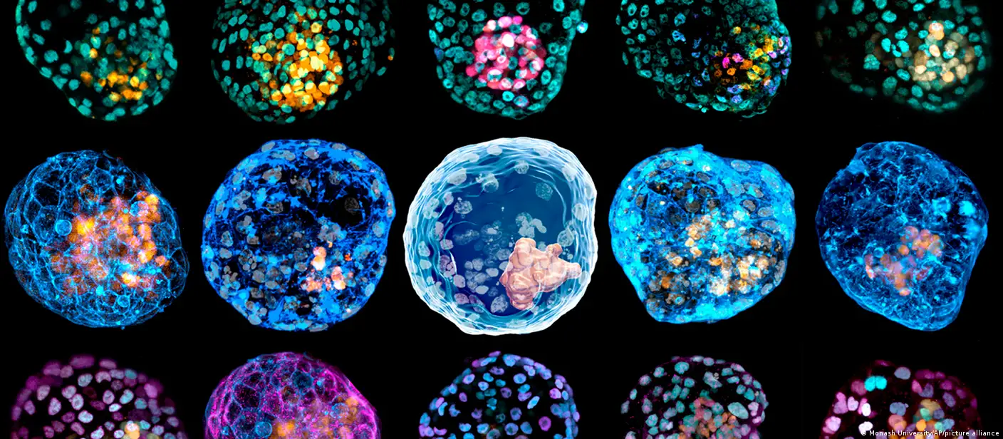 Embryos from the lab – without sperm or egg