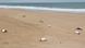 Pingüinos muertos yacen en la playa de Barra Laguna de Rocha, departamento de Rocha, Uruguay. Pingüinos muertos yacen en la playa de Barra Laguna de Rocha, departamento de Rocha, Uruguay.