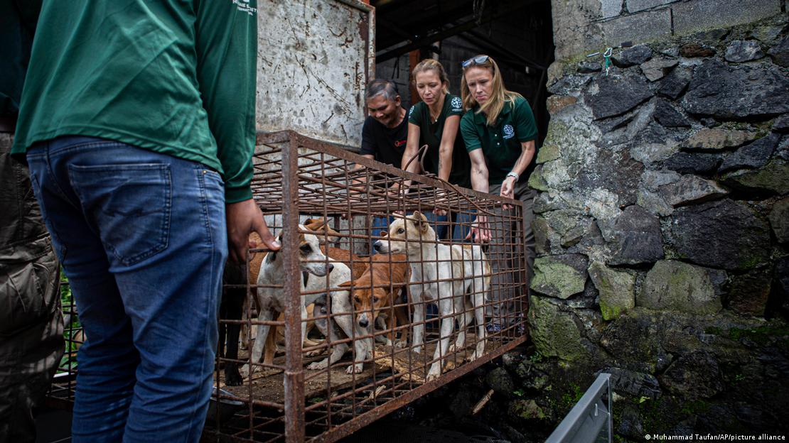 Pessoas transportam gaiola de ferro com cachorros presos do lado de dentro