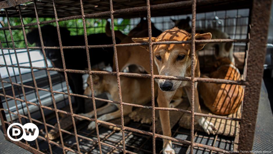 Pasar ‘Ekstrim’ Indonesia Berhenti Jual Daging Anjing dan Kucing – DW – 22/07/2023