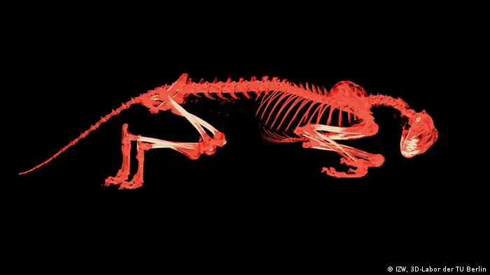 3D-Modell einer Gepardin