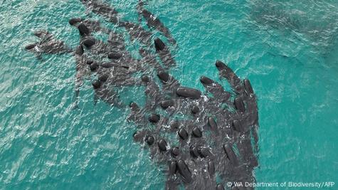 More than 50 pilot whales die after mass stranding in Australia, Wildlife  News