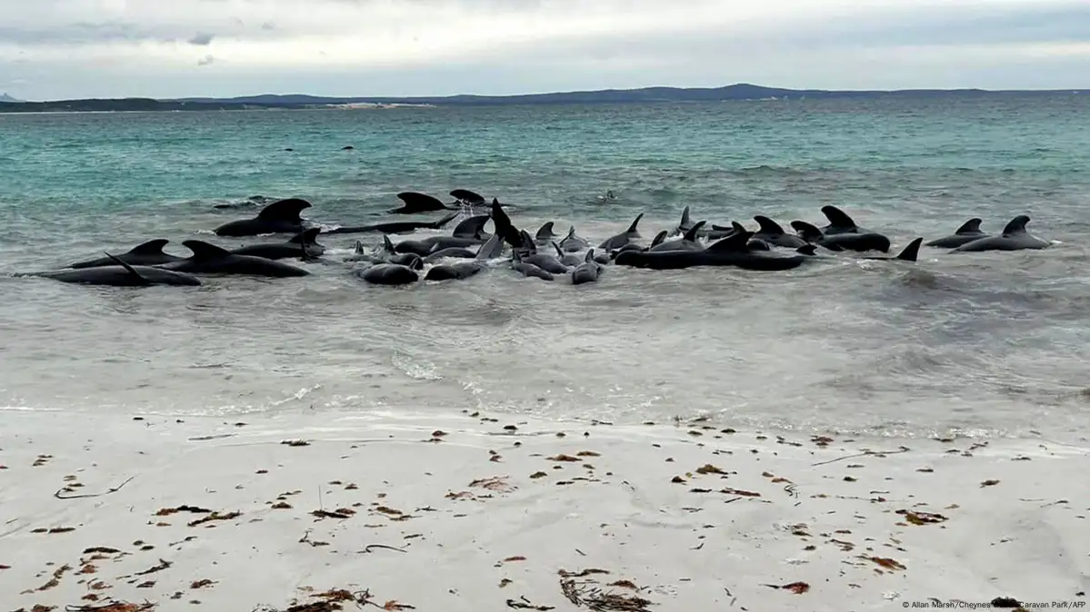 Volunteers working to save nearly 100 beached whales in Australia, but more  than half have died