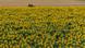 Un tracteur passe derrière un champ de tournesols en fleurs (photo de juillet 2023)